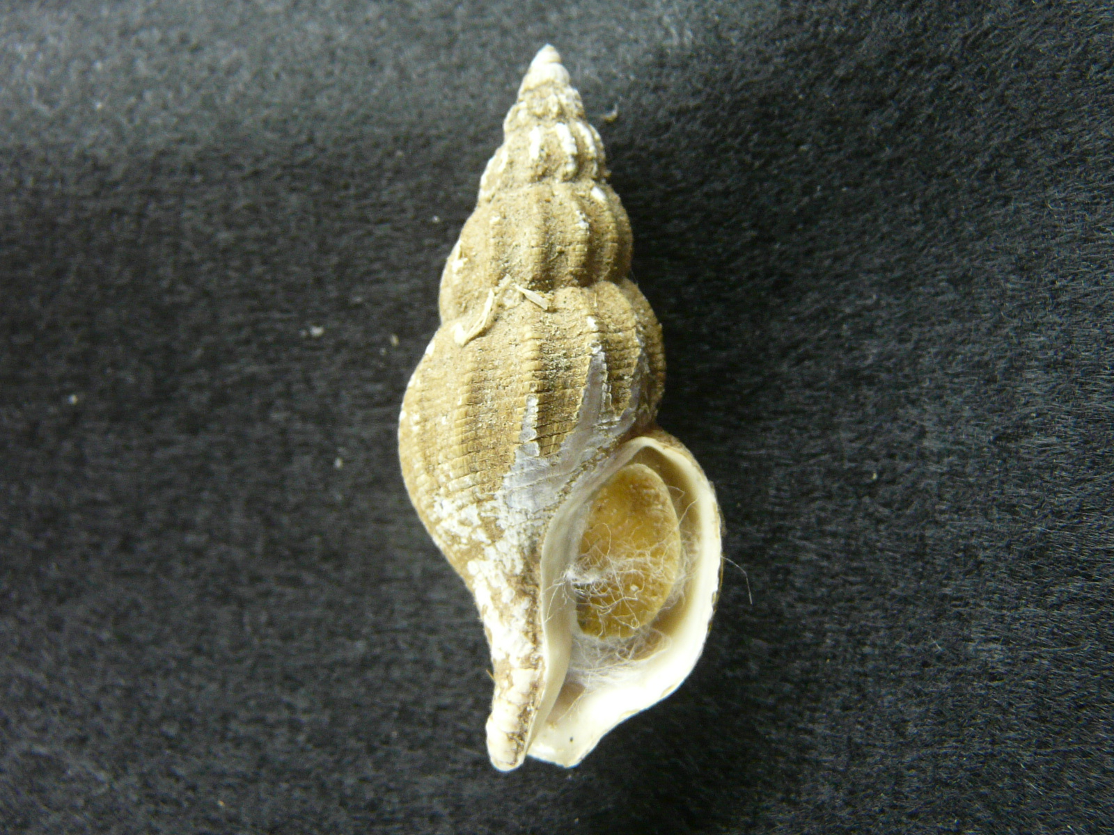 Shellbid競標