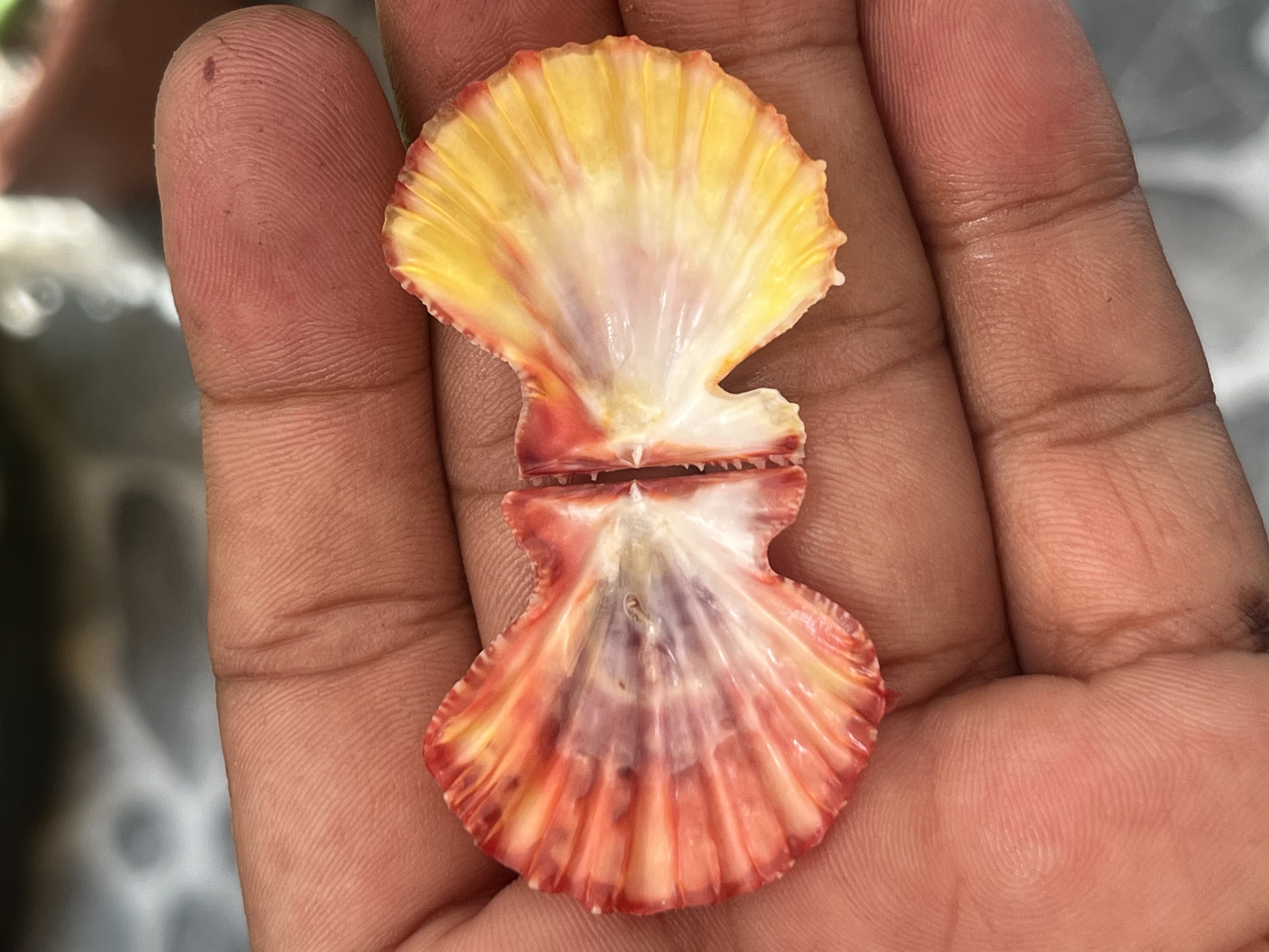 Mirificus Shell Mirapecten mirificus