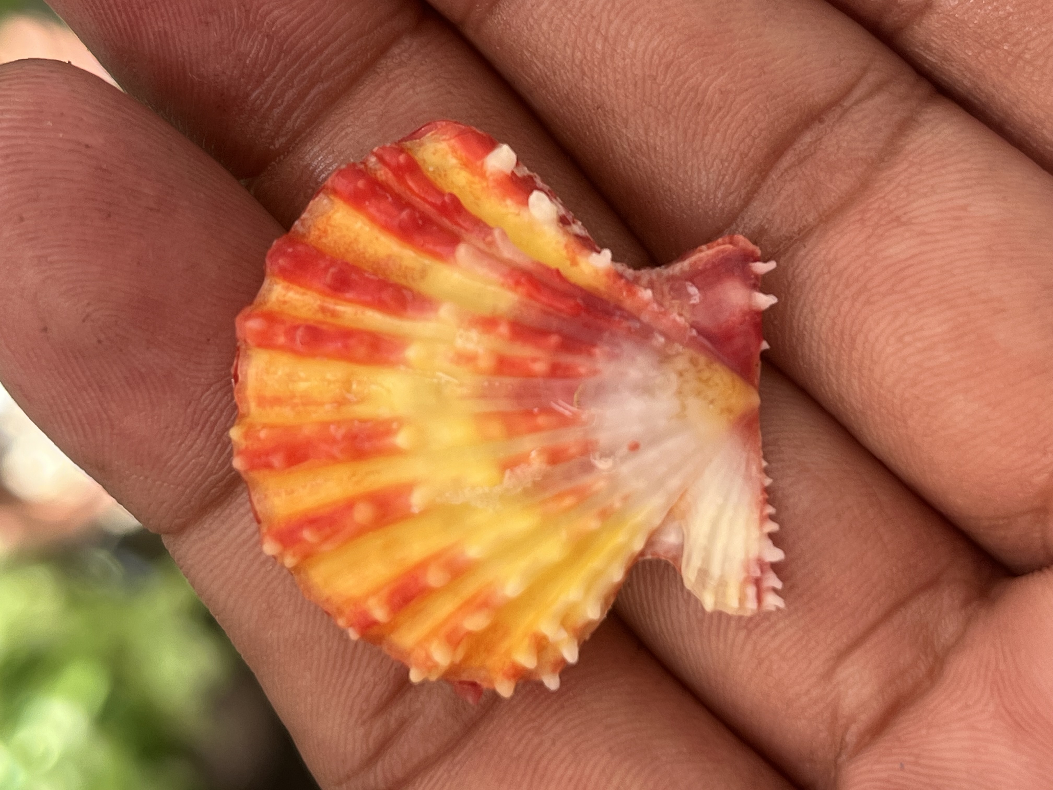 Mirificus Shell Mirapecten mirificus