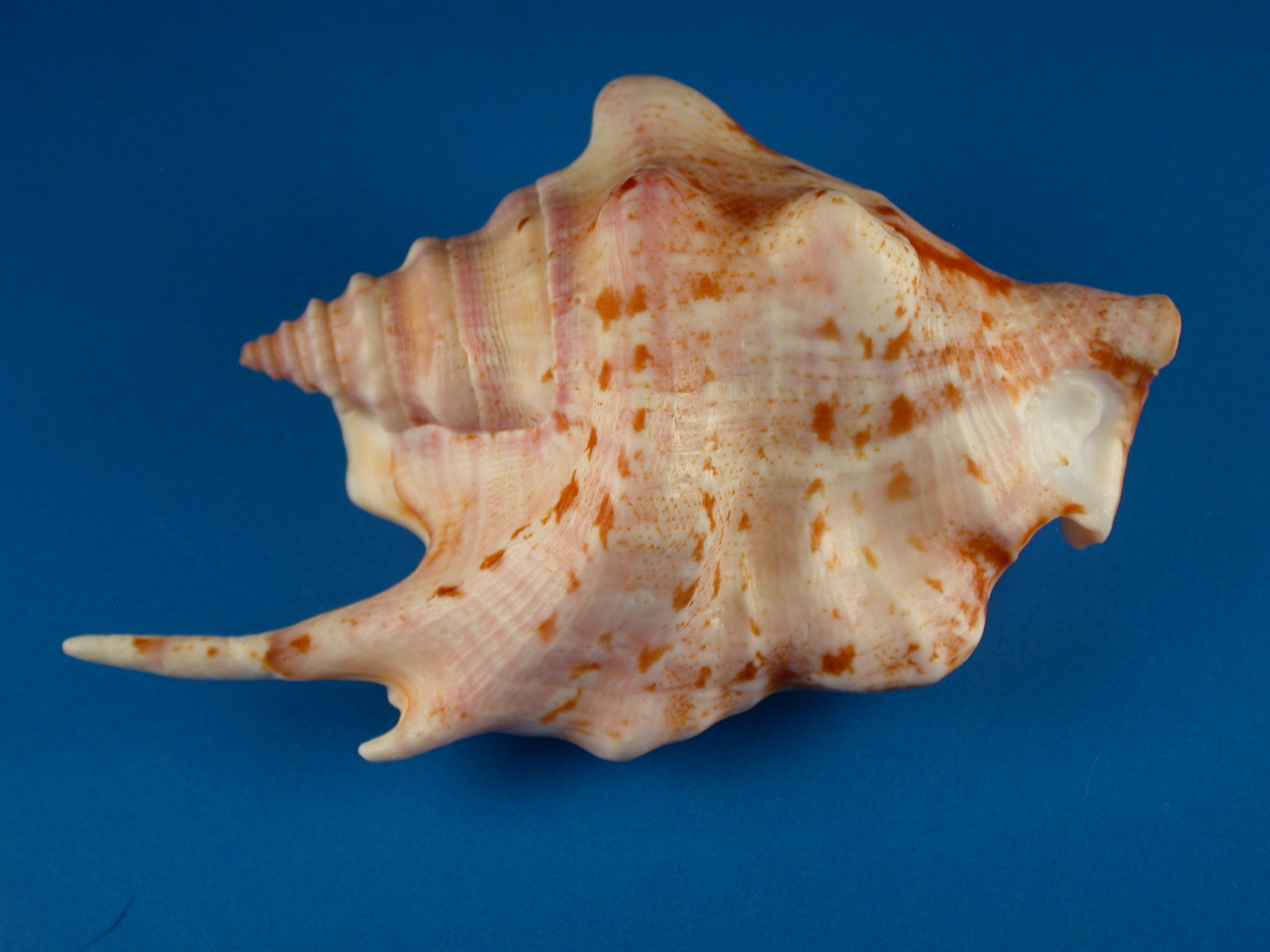Shellbid競標