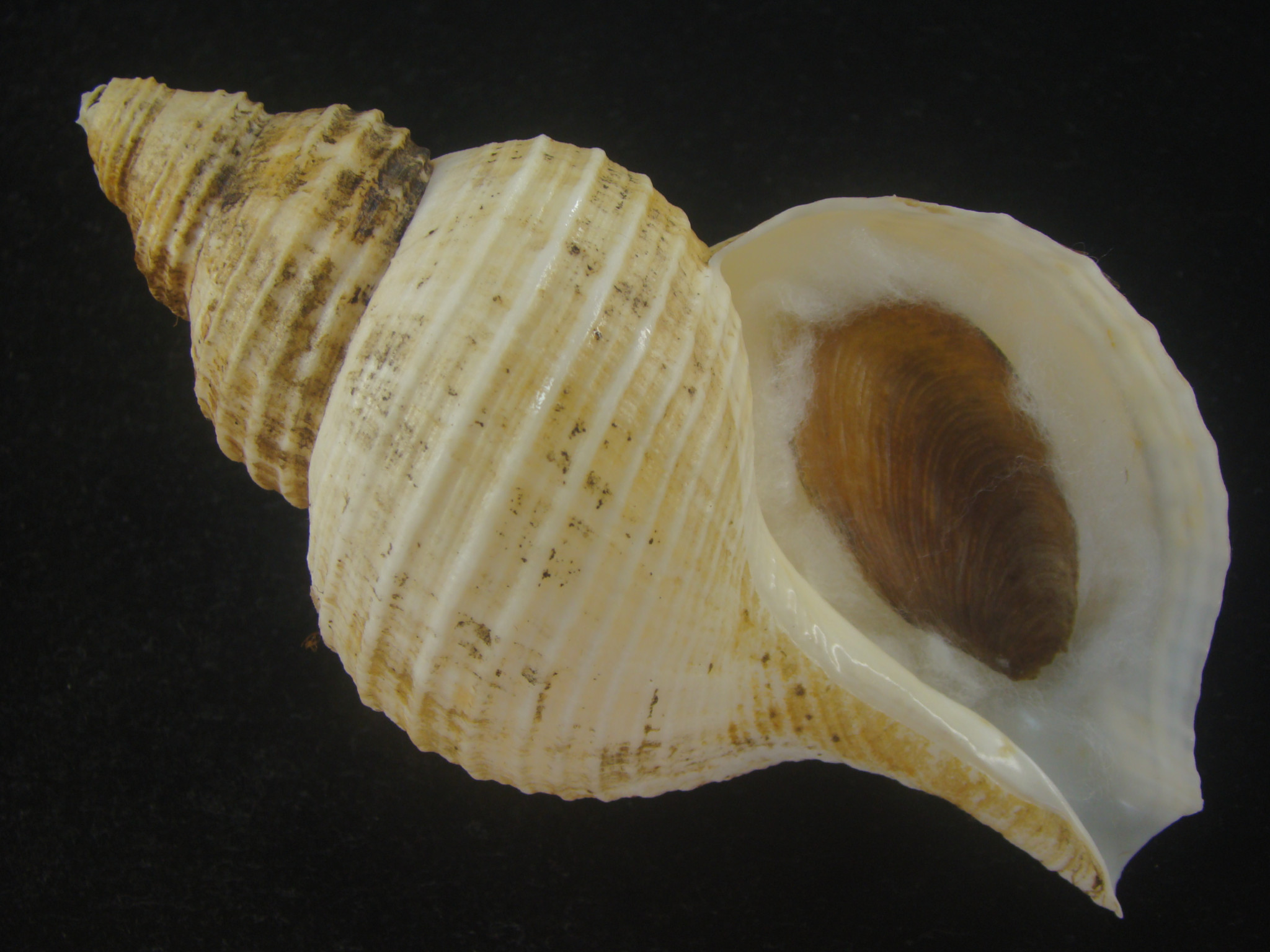 Shellbid競標