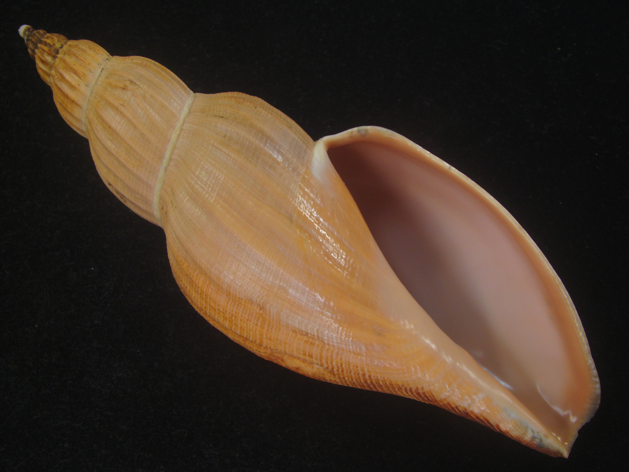 Shellbid競標