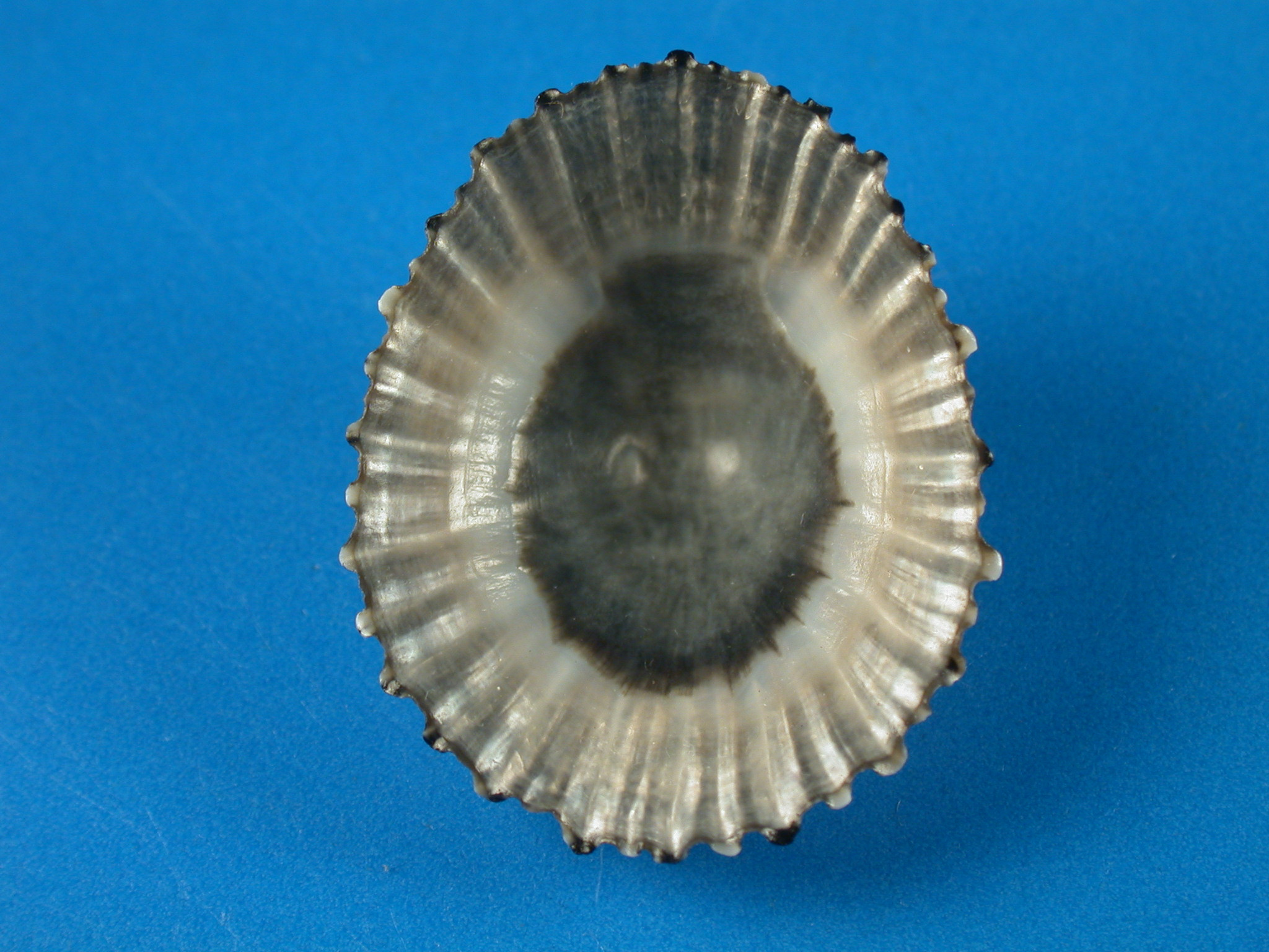Cellana sandwicensis