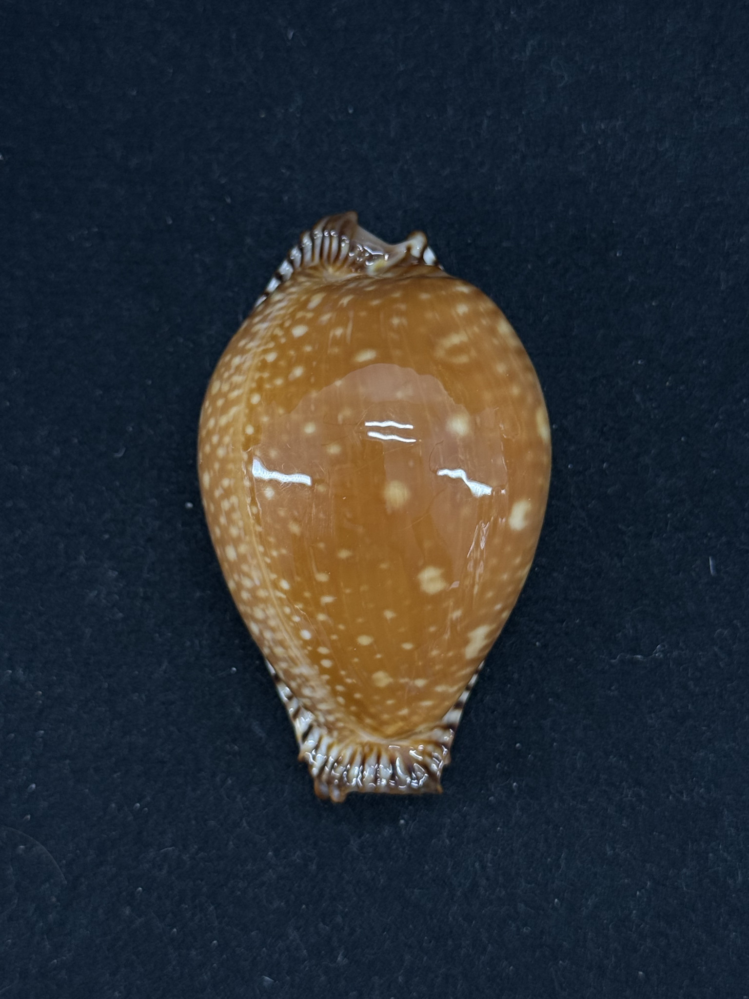 369 Shell 複製商品連結