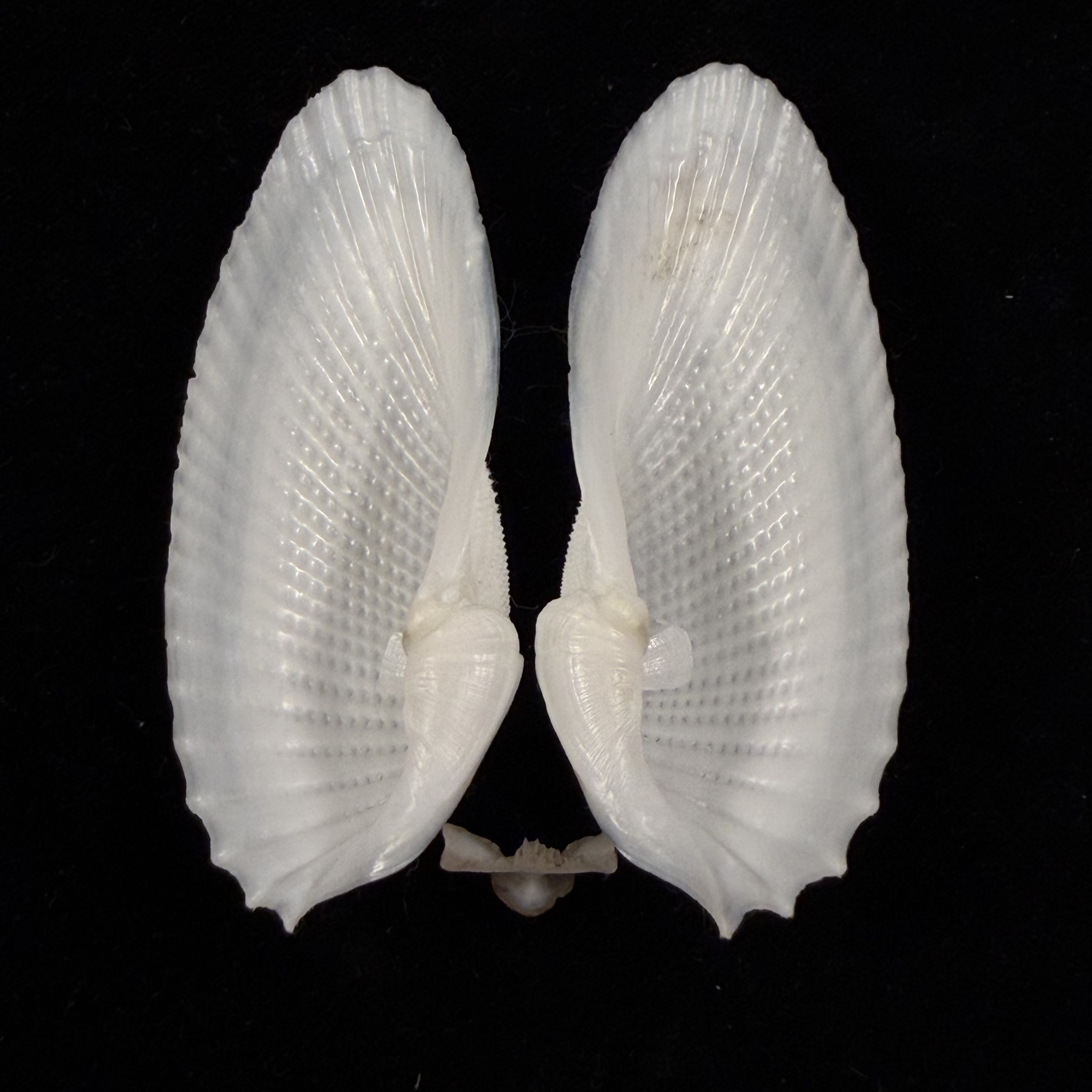 Angel Shell Cyrtopleura costata