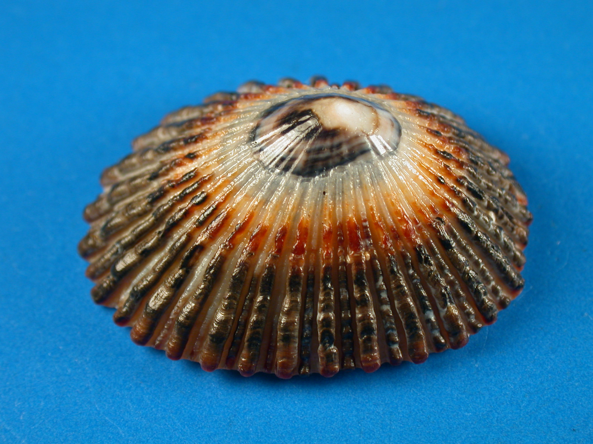 Cellana sandwicensis