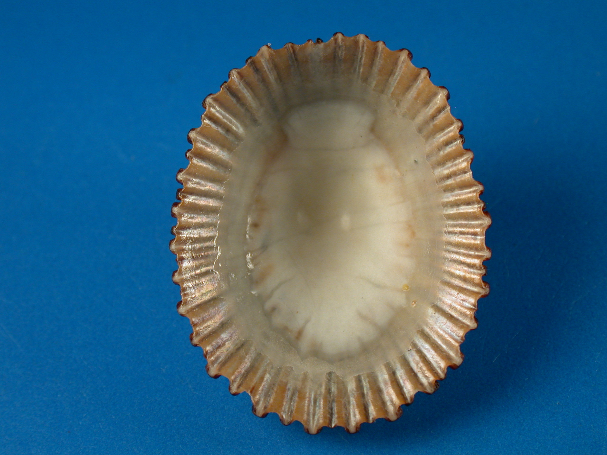 Cellana sandwicensis