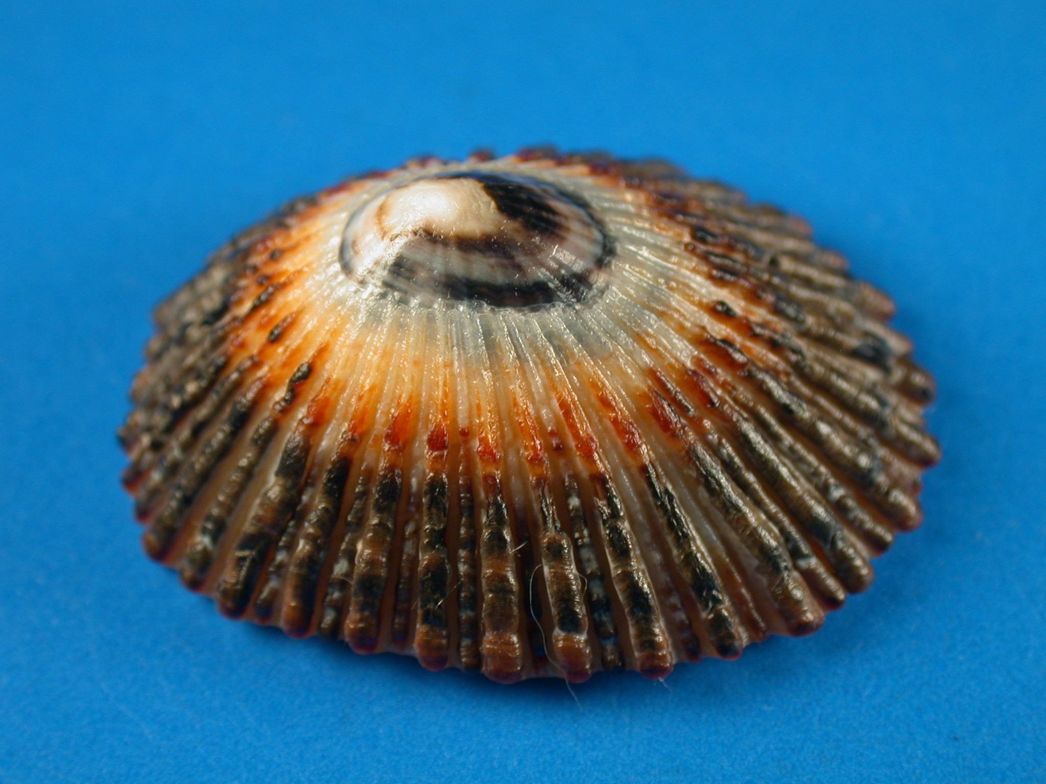 Shellbid競標