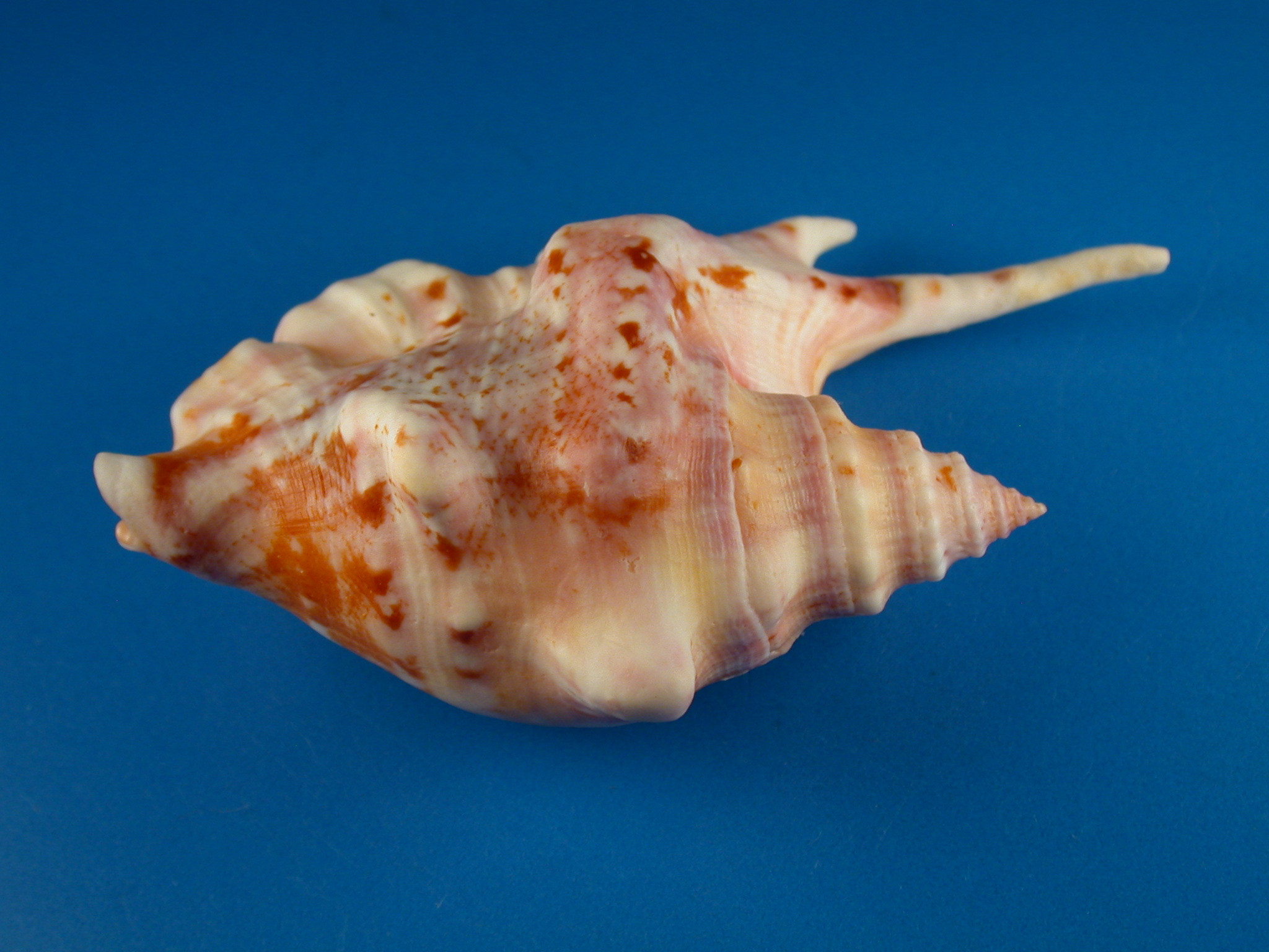 Strombus taurus