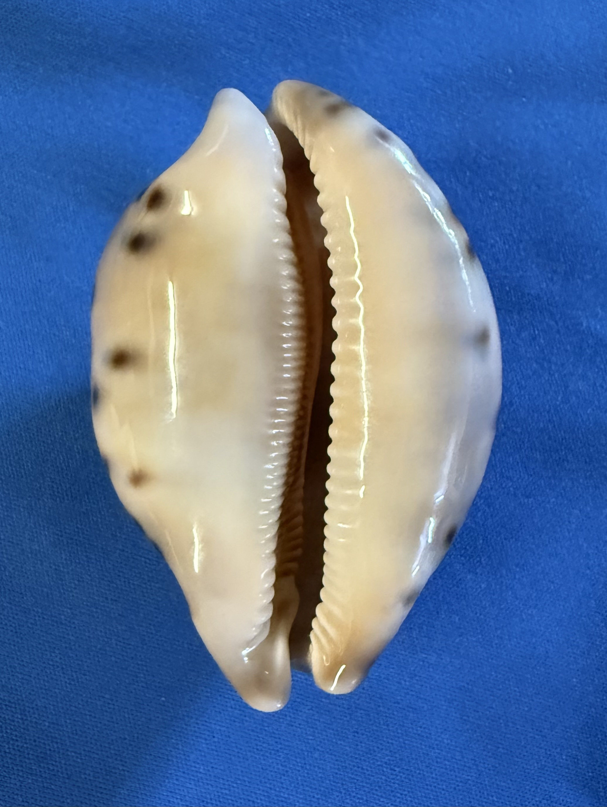 Ady Shell Cypraea Valentia